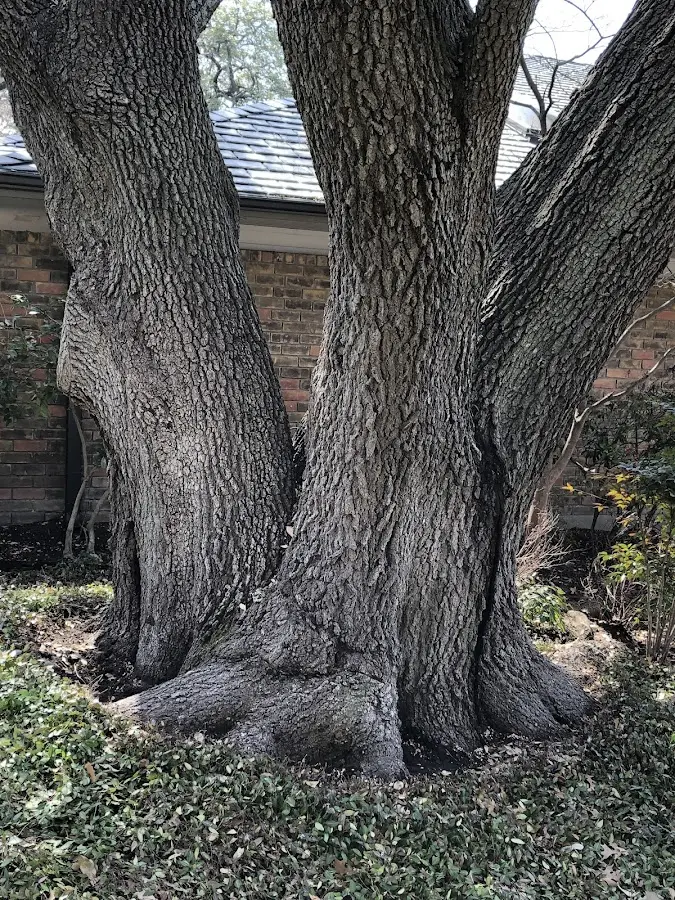 Mature heritage tree close to a Dover Foxcroft property cared for by certified arborists